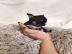 Chihuahua mini H?ndin