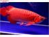 Qualit�t S��wasseraquarium Fische