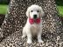 Golden Retriever-Welpen