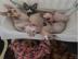 Kanadische Sphynx-K�tzchen zur Adoption
