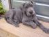 Dogge-Welpen, die neue H�user suchen