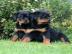 Deutsche Rottweiler Welpen