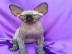 Sch?ne Sphynx-K?tzchen