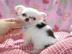 Chihuahua Bube in seltener Farbe abzuge