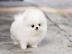 KOSTENLOS Pomeranian Zwergspitz welpen. 