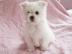 S??e mini Malteser welpen whatsapp Numme
