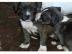American staffordshire Terrier Blue-Line