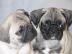 S��e Mops Welpen sind Abgabebereit! ( mi