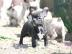 Super Franz�sische Bulldoggen Welpe