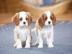 Kleine Cavalier Kings Charles Spaniel -W