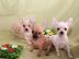 10 Wochen alte Reinrassige chihuahua wel