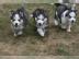 Siberian Husky Welpen zum Verkauf