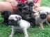 Mops welpen suchen neues Zuhause
