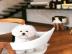 Bichon Frise Welpen WhatsApp +43 681203