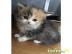 Perser Kitten mit Nase!