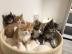 Neujahr Maine Coon Babys Kitten mit Papi
