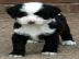 Tibet Terrier Welpen