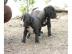 American Pit Bull Terrier Welpen