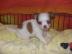 s��e MINI ChihuahuaWelpe mit Papieren