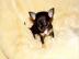 12 Wochen alt Chihuahua Welpen
