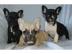 S�se Franz�sische Bulldoggen Welpen choc