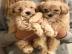 Maltipoo -Welpen