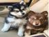 Pomsky welpe Husky x Pomeranian
