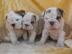 English Bulldog - Englische Bulldogge We