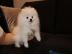 Zuckers?sse Mini Zwergspitz Pomeranian B