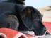 Welpe Retriever Sch�fer Mischling
