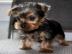 Yorkshire Terrier Black & Tan Ahnentafel