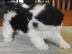 M?nnliche und weibliche Shih Tzu Welpen