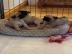 Reinrassige Gechipt Babys Mops welpen