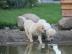Labrador Retriever Welpen 11 Wochen brau