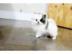 Pomeranian Welpen