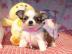 Bildh�bsche Chihuahua Welpen