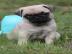Mops Welpe der Extraklasse mit Papiere 1