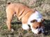 english bulldog puppy