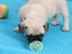 Mops Welpen sehr s??e und liebevolle Mop