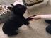 Wundersch�ne Franz�sische Bulldoggen Wel