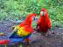 Scarlet Ara Papageien zum Verkauf
