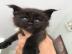 Wundersch�ne Maine-Coon-Katzen abzugeben
