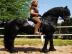 Rapp Friesian  wallach  7 J.  Dressur Spr