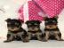 Entz?ckende Teacup Yorkie Welpen zu verk