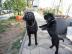 Sch�n Labrador Retriever Welpen