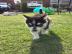 1 m�nnlich 1 weiblich ein Siberian Husky