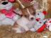 MINI MINI Chihuahua Preis: 200