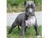 m�nnliche und weibliche Pitbull Welpen