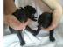 ranz�sische Bulldogge (Welpen)