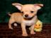 Reinrassige Chihuahua-Welpen WhatsApp nu